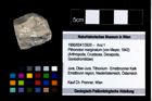 Foto (Objekt + Etikett) von Pithonoton marginatum (von Meyer, 1842)  (NHMW-GEO-1990-0041-3920)